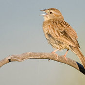 Botteri's Sparrow